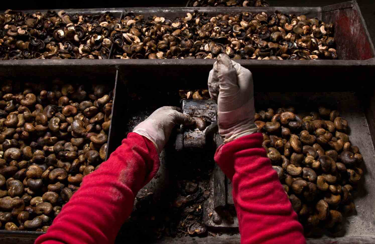 From Shell, Testa to Kernel- The Science Behind Cashew Nut Layers